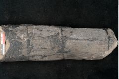 Foto (Detailansicht) von Calamites sp.  (NHMW-GEO-2024-0188-11164)